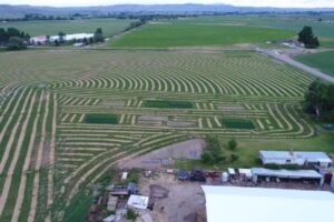 Aerial view of crop planting pattern