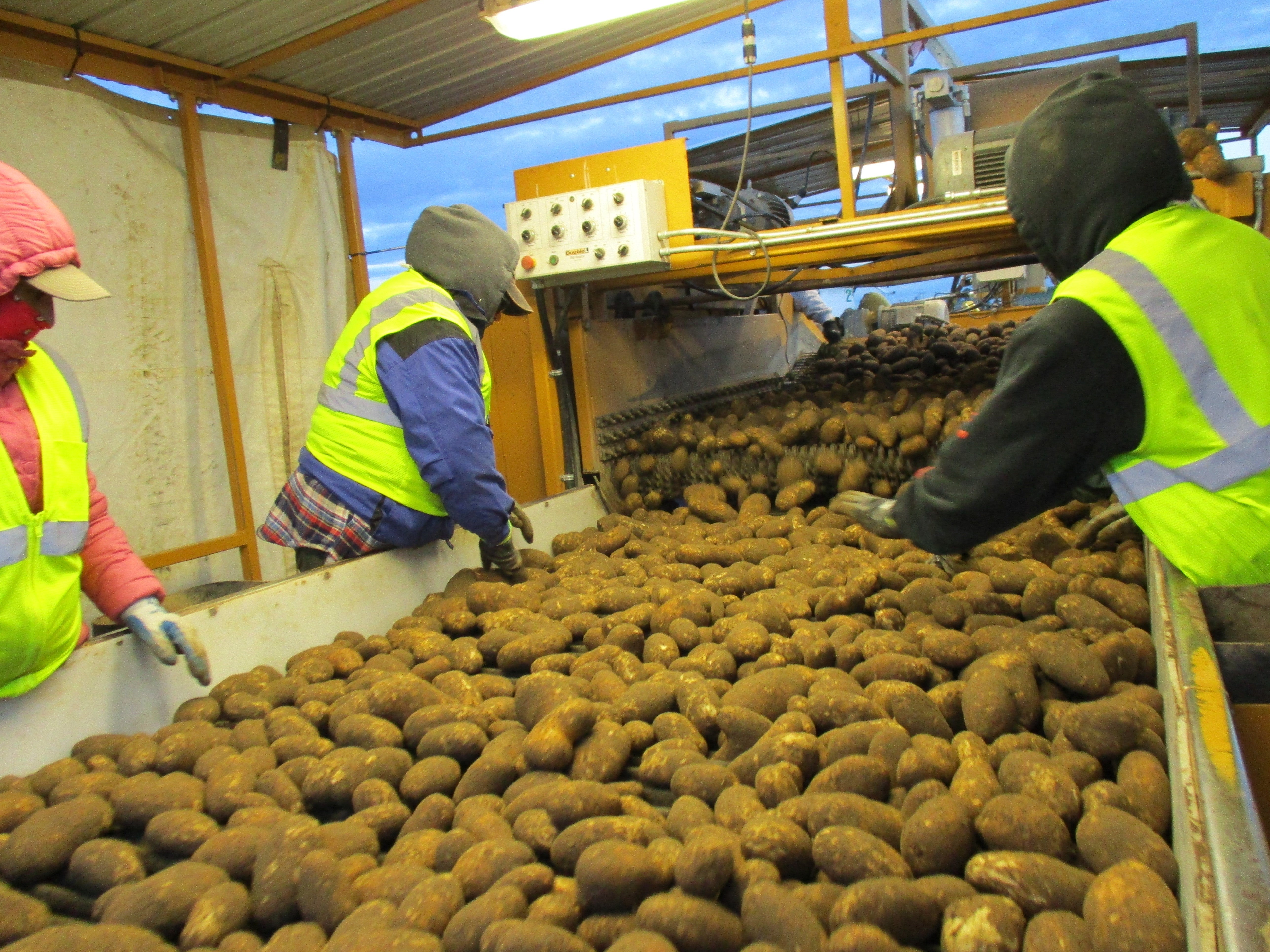 Farm workers inspecting conveyor belt of potatoes