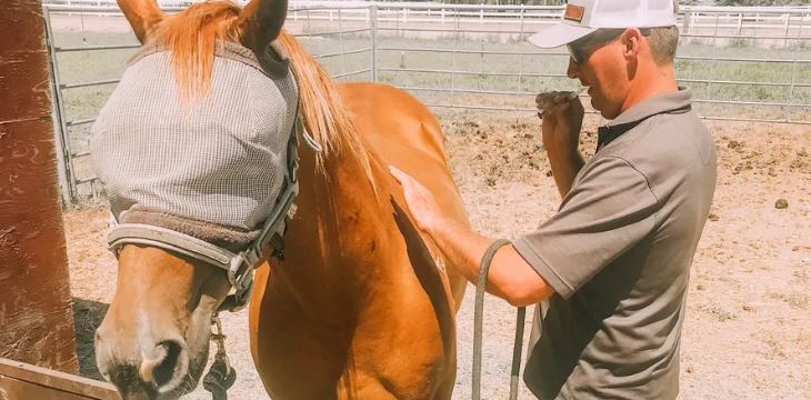 veterinarian and and horse