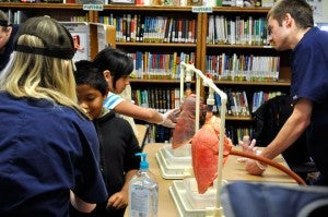 Radiologic Sciences students teach children about healthy lungs using pigs lungs
