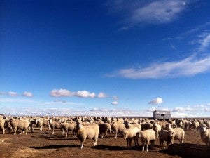 Sheep and Trailer
