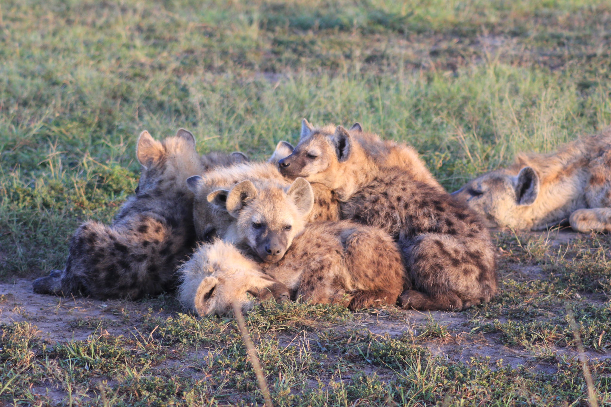 A pack of Hyena cubs