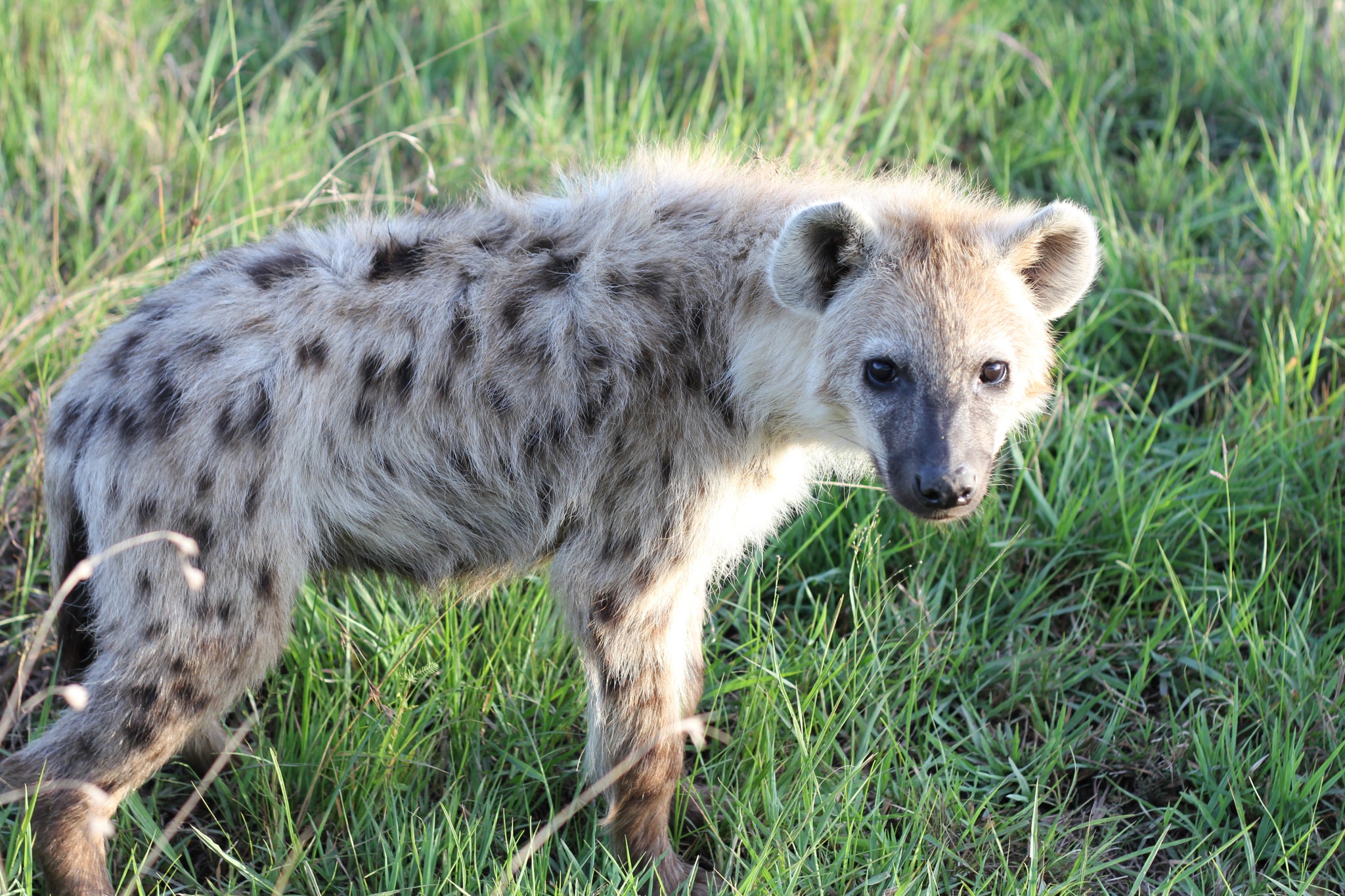 Hyena