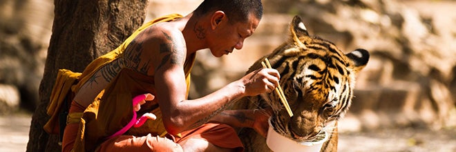 photo of a monk feeding a tiger