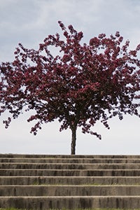 Photo of a tree near an ampitheatre steps