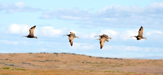 four curlews fly in a row, with blue sky and grassy fields in the background