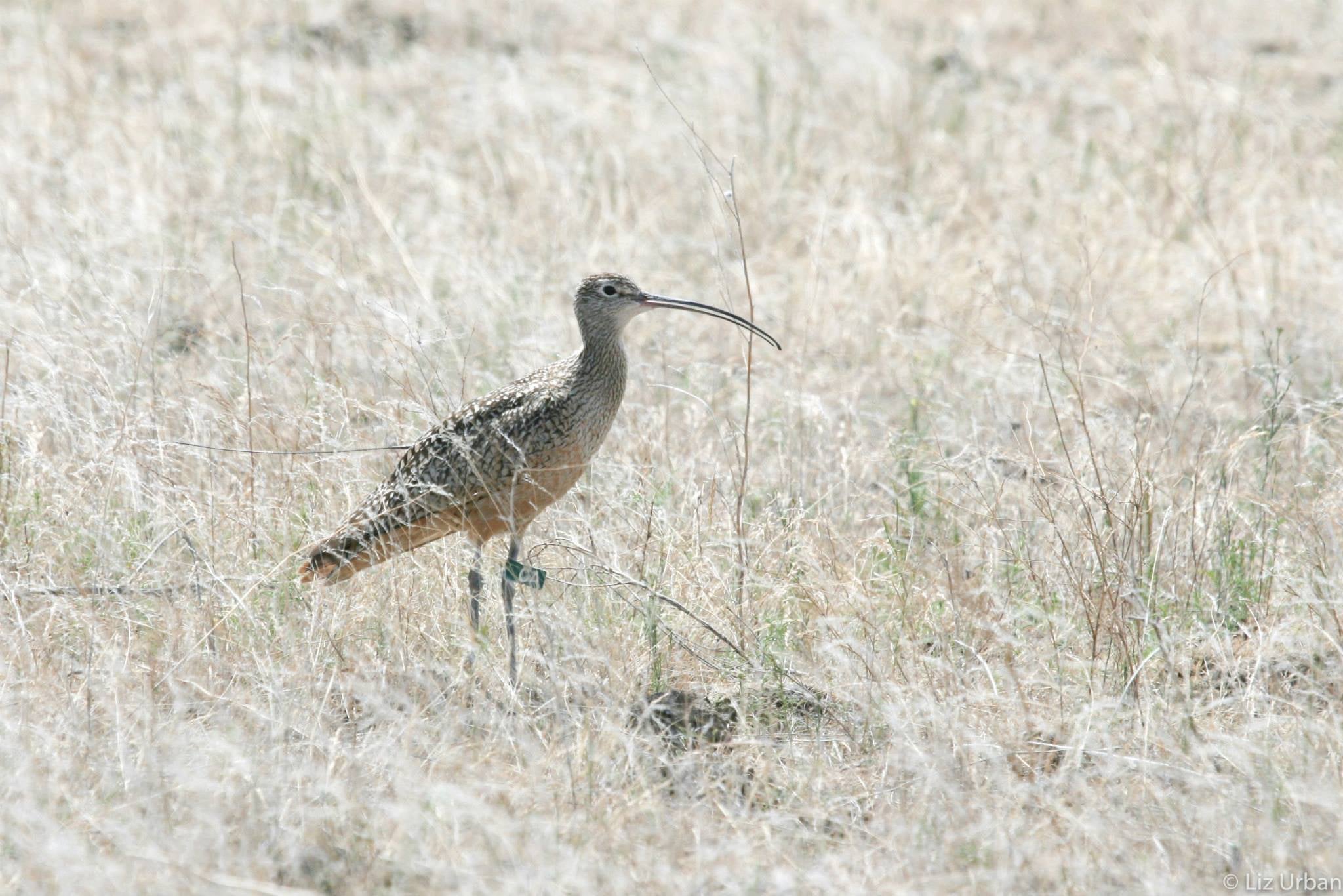 carl the curlew standing in a brown field of cheat grass