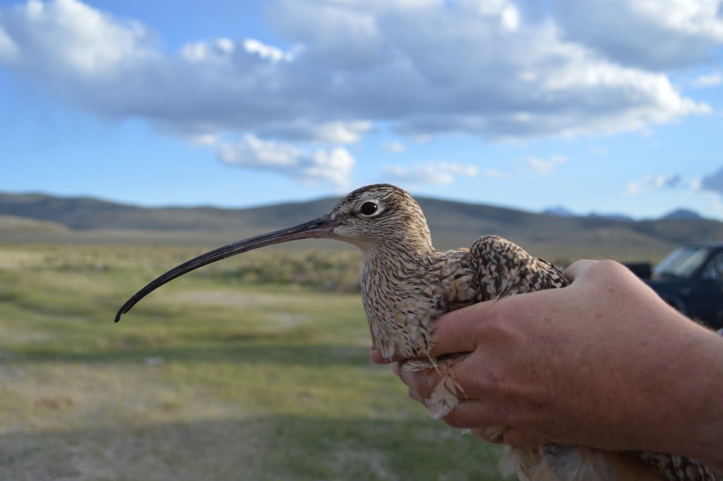 Borah, just before release in 2013, with his namesake Mt. Borah in the background. Photo by Heidi Ware