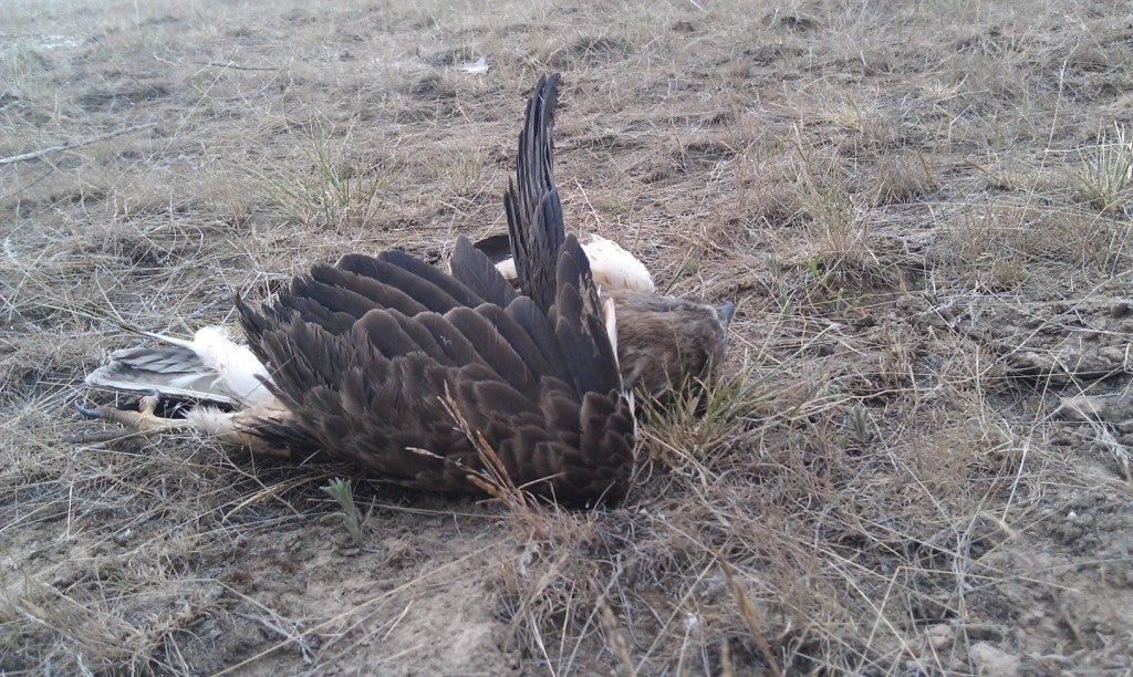 A shot Swainson's Hawk found on the ACEC near AX and CA's nest.