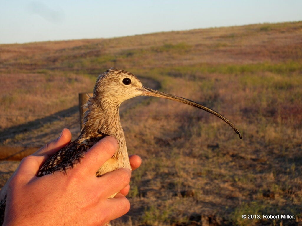 Our new male, 'AN', who received CA's old transmitter. Photo by Rob Miller