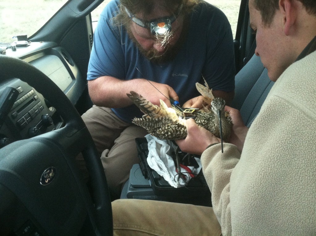 A photo we took of CA while attaching his transmitter.