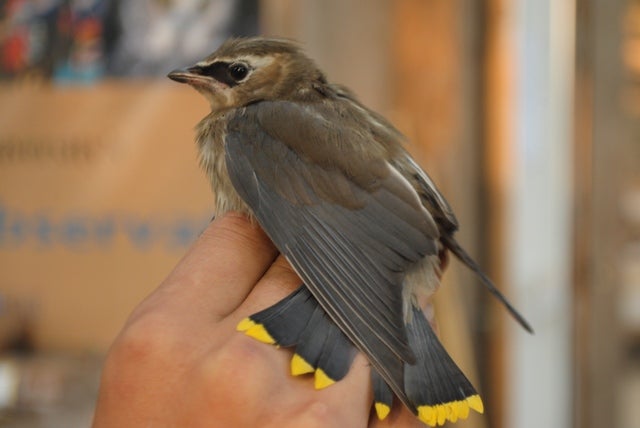 A young Cedar Waxwing banded at Lucky Peak. Photo by Callie Gesmundo