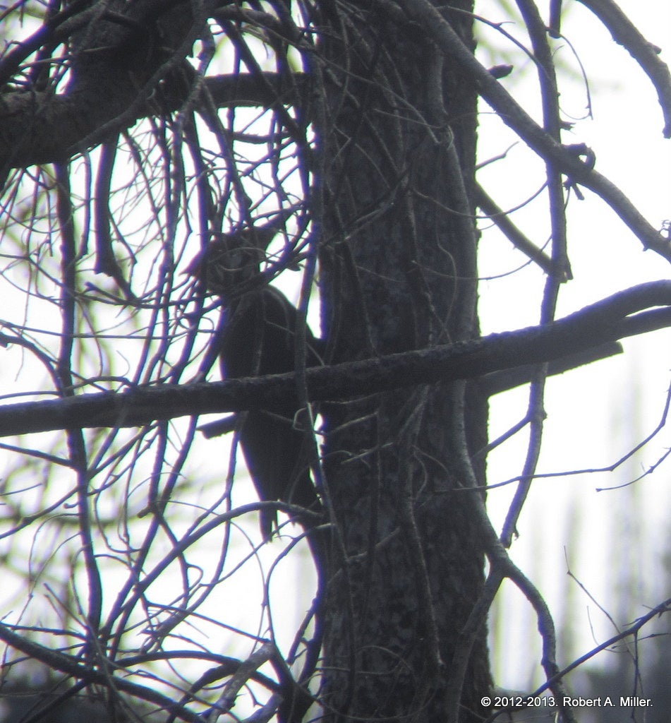 Pileated Woodpecker