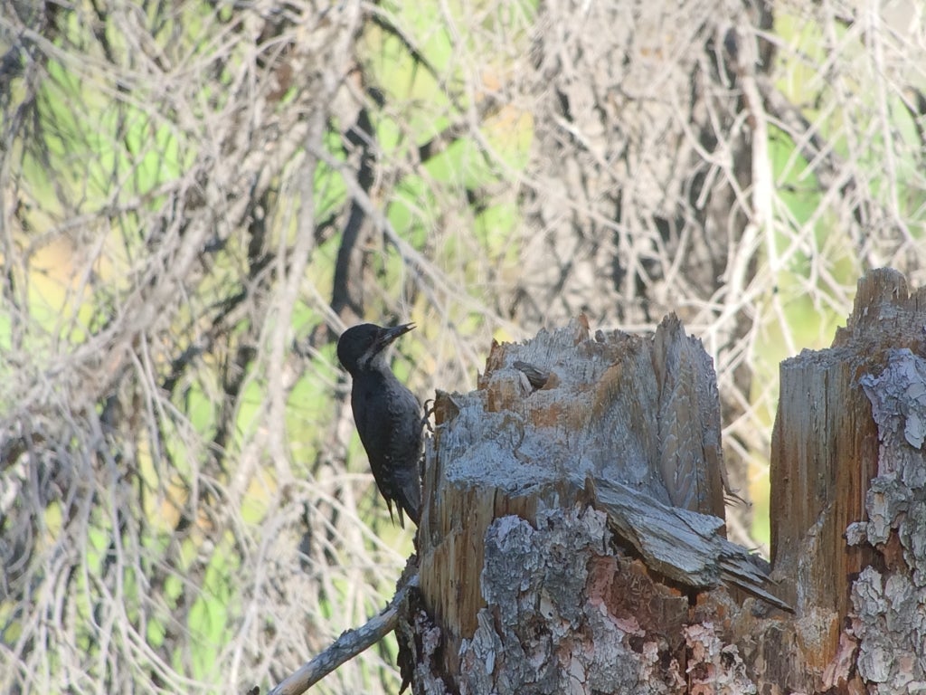 a female Black-backed Woodpecker