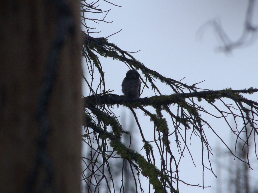 Hawk Owl fledgling with stick