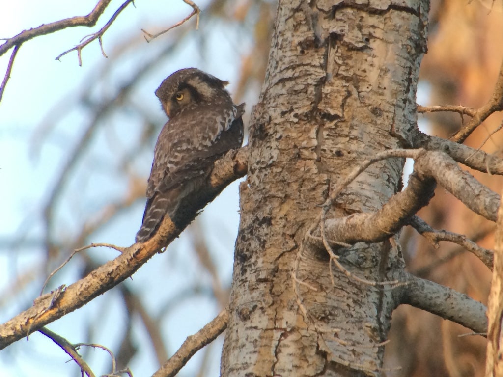 Adult male Northern Hawk Owl on the Boise National Forest