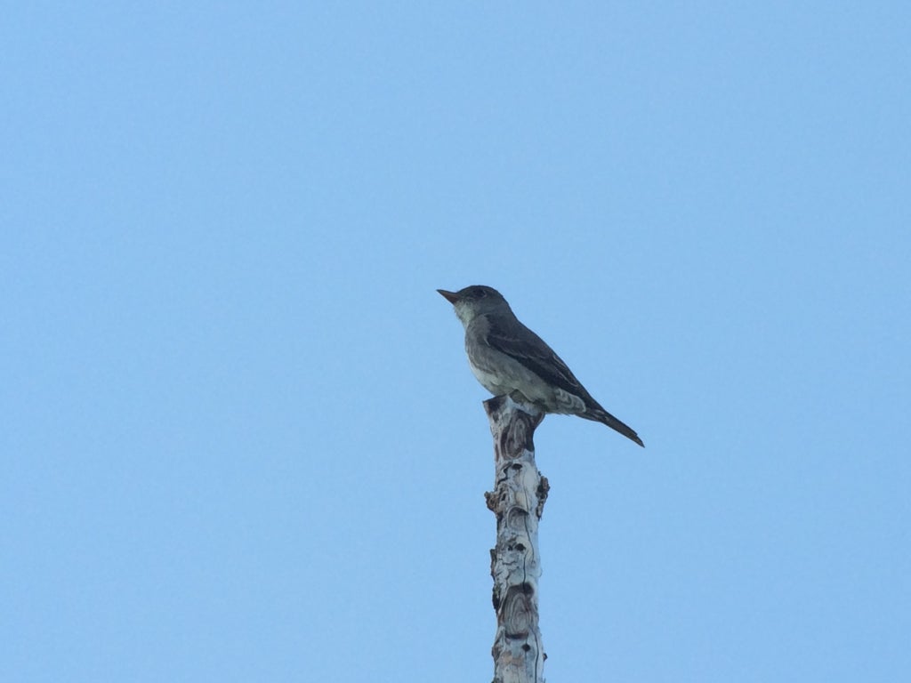 Olive-sided Flycatcher in the burn