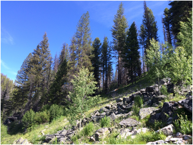 Area of my first Black-backed Woodpecker detections in forest above the meadow