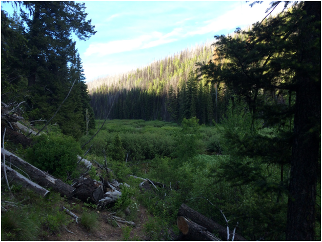 Hennessey Meadow: riparian habitat surrounded by partially burned conifer forest