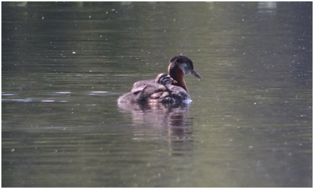 The Red-necked Grebe and chick