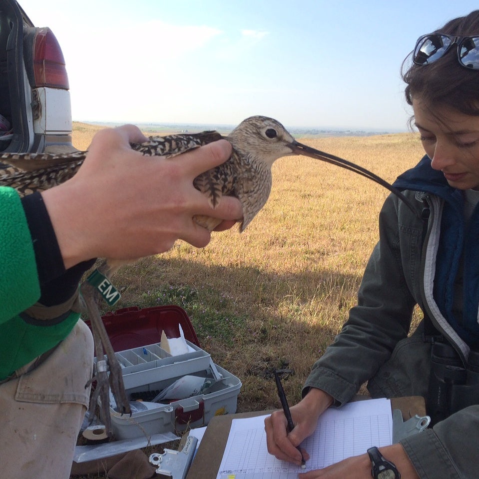 Meet Thor, the curlew god of thunder! Named by Middleton High School students. Photo by Jay Carlisle