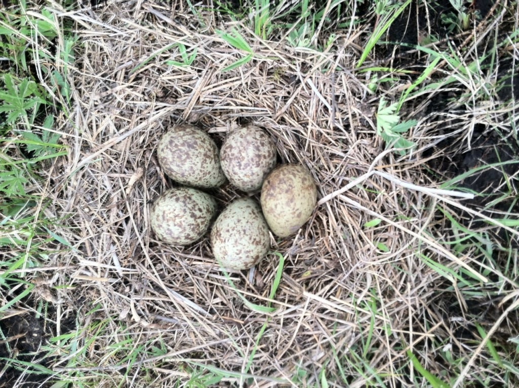 Henrietta’s five-egg nest, Flat Ranch Preserve, Idaho. Photo by Erica