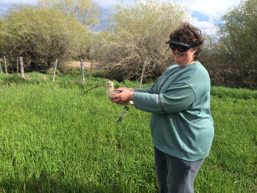 Landowner Sue Briggs Stanfill holding “ET”, our second transmittered bird of the day, near Cora, WY. Photo by Jay Carlisle