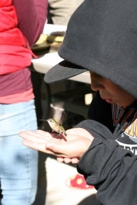 a hummingbird takes flight off of a child's hand