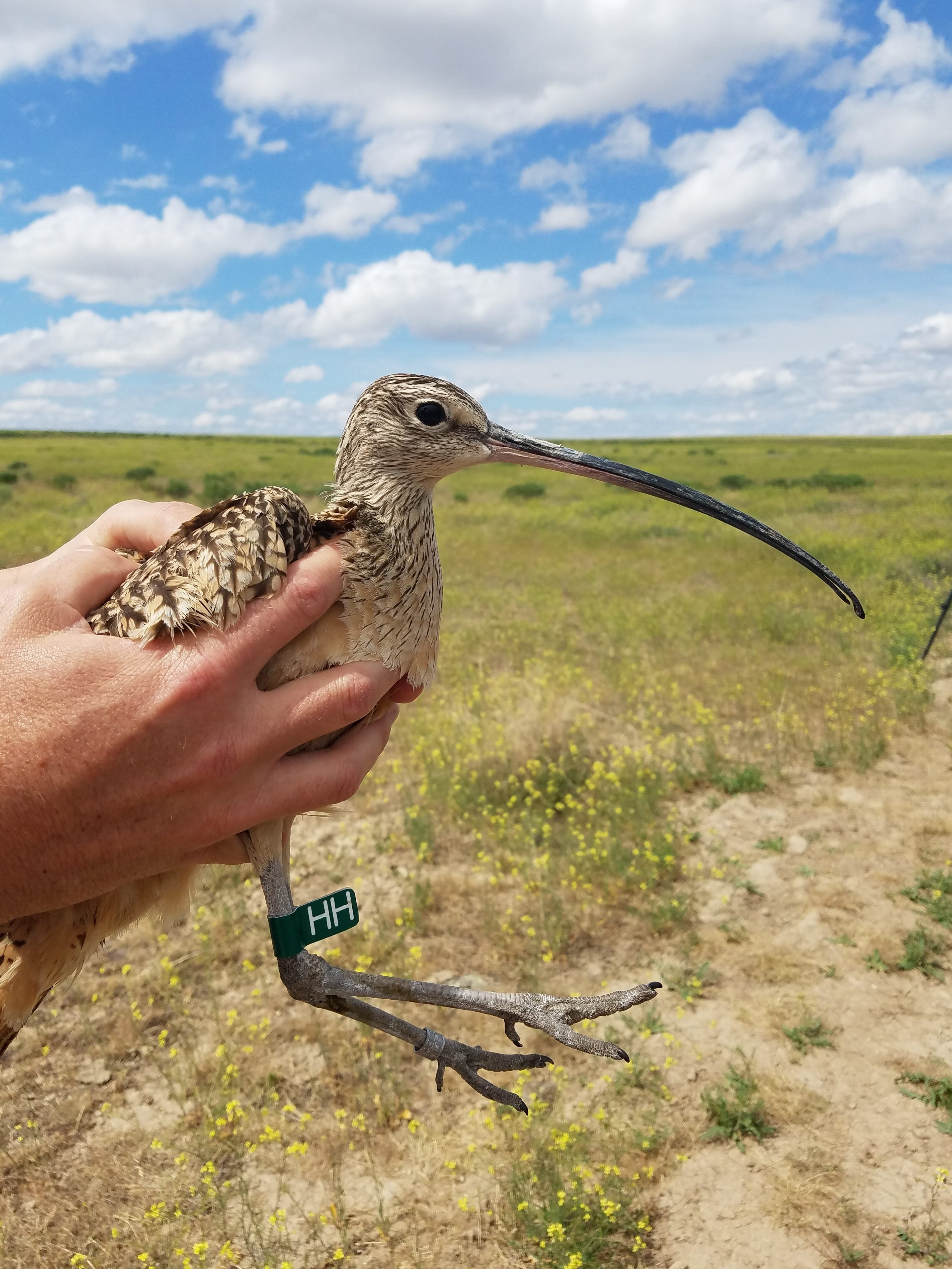 a biologists hands holding Athena the curlew
