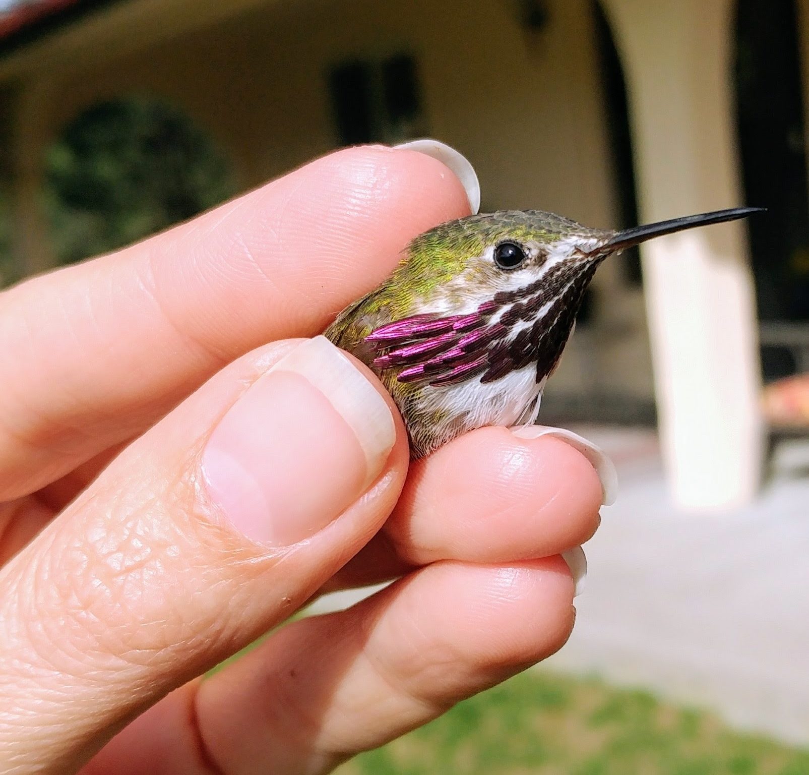 The diet of Calliope Hummingbirds isn't well understood. Photo by Heather Hayes