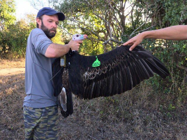 Teague Scott attaches a transmitter to a White-headed Vulture