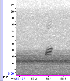Spectrogram of an Orange-crowned Warbler call note