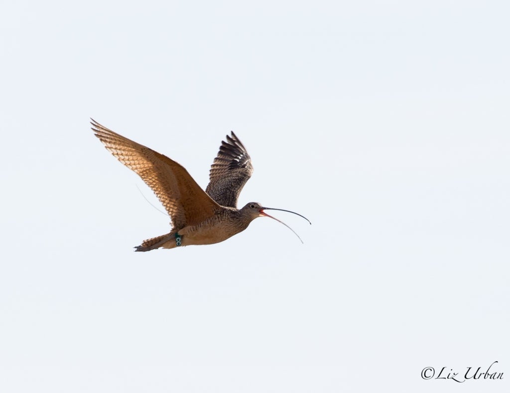 Transmittered Curlew in flight