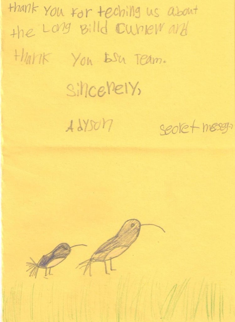curlew thank you note drawing