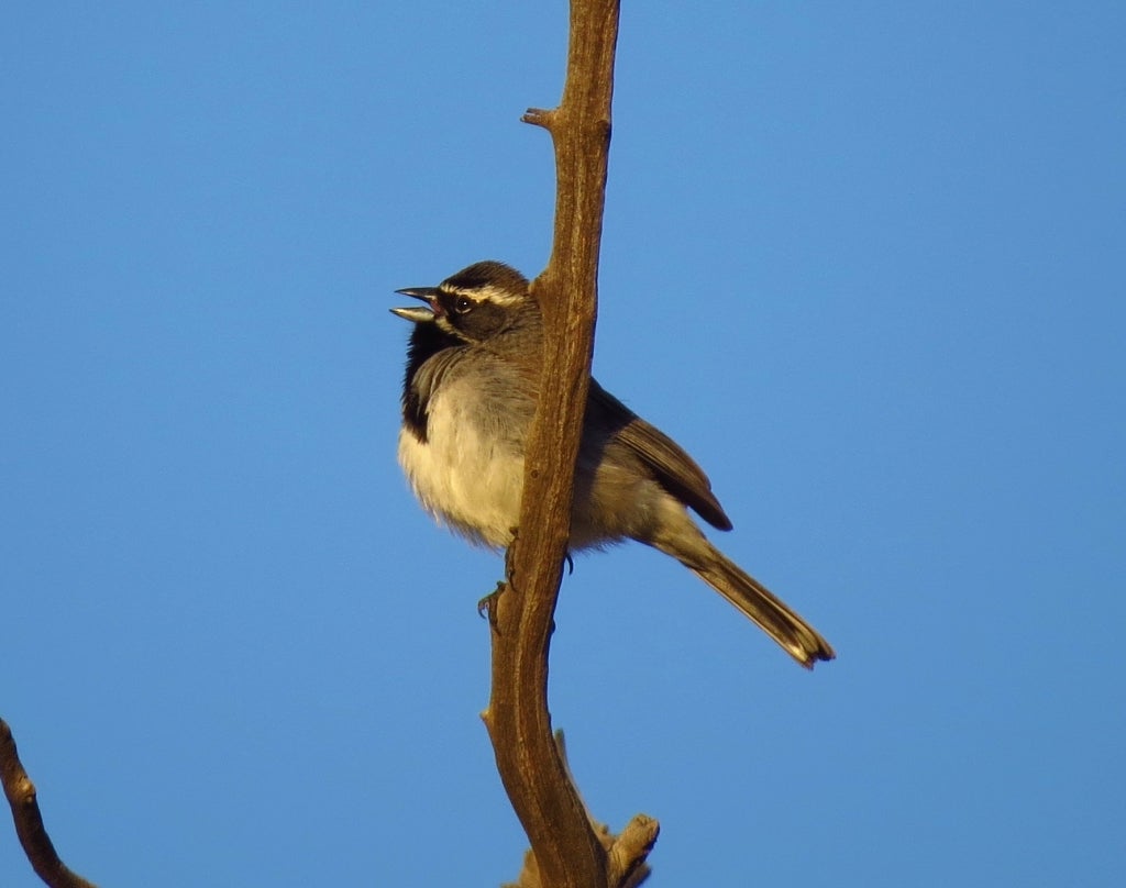 Black-throated Sparrow in Utah. Photo by Jeremy Halka