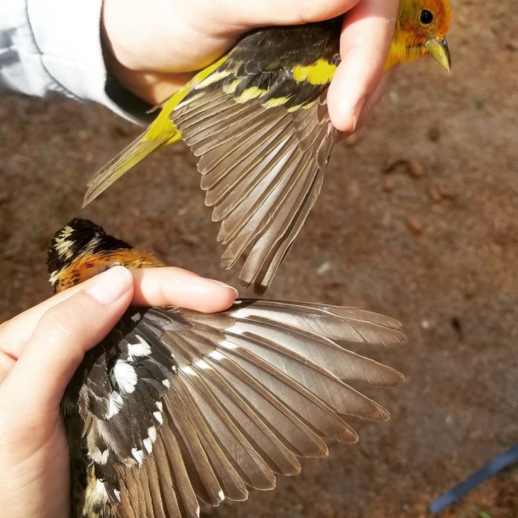 two hands holding two birds with wings spread open to view the feathers. There is a mix of contrasting brown and black feathers on each wing 