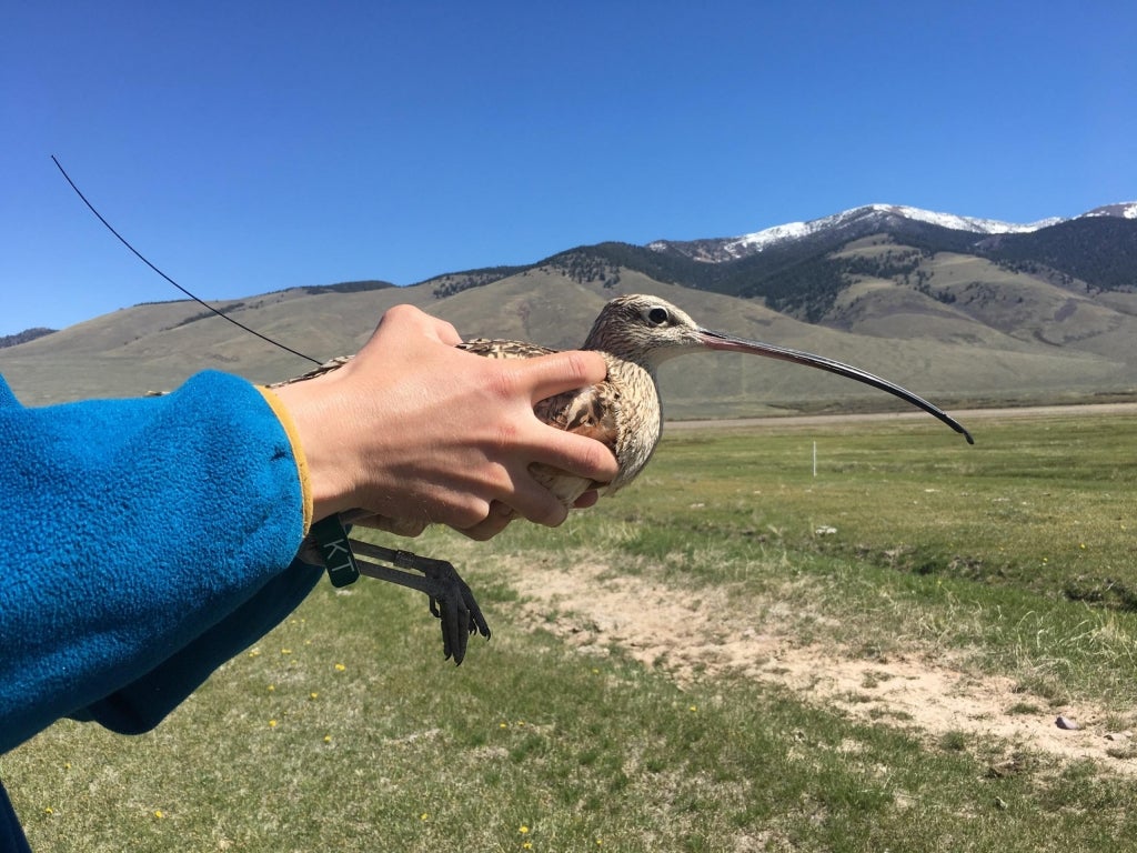 a person holding a long-billed curlew with a grassy field and snow capped mountains in the background