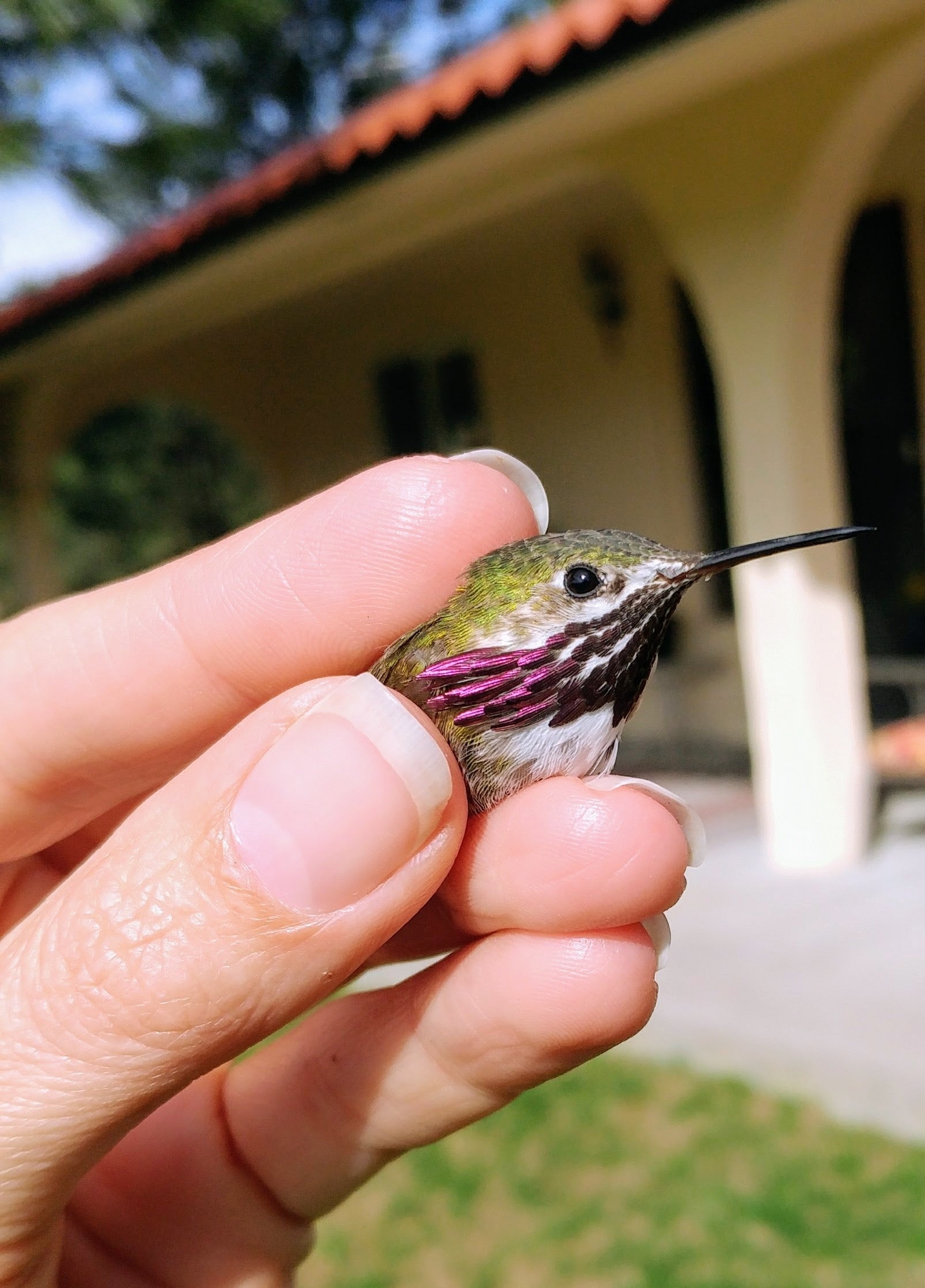 Adult Male Calliope Hummingbird held by a biologist