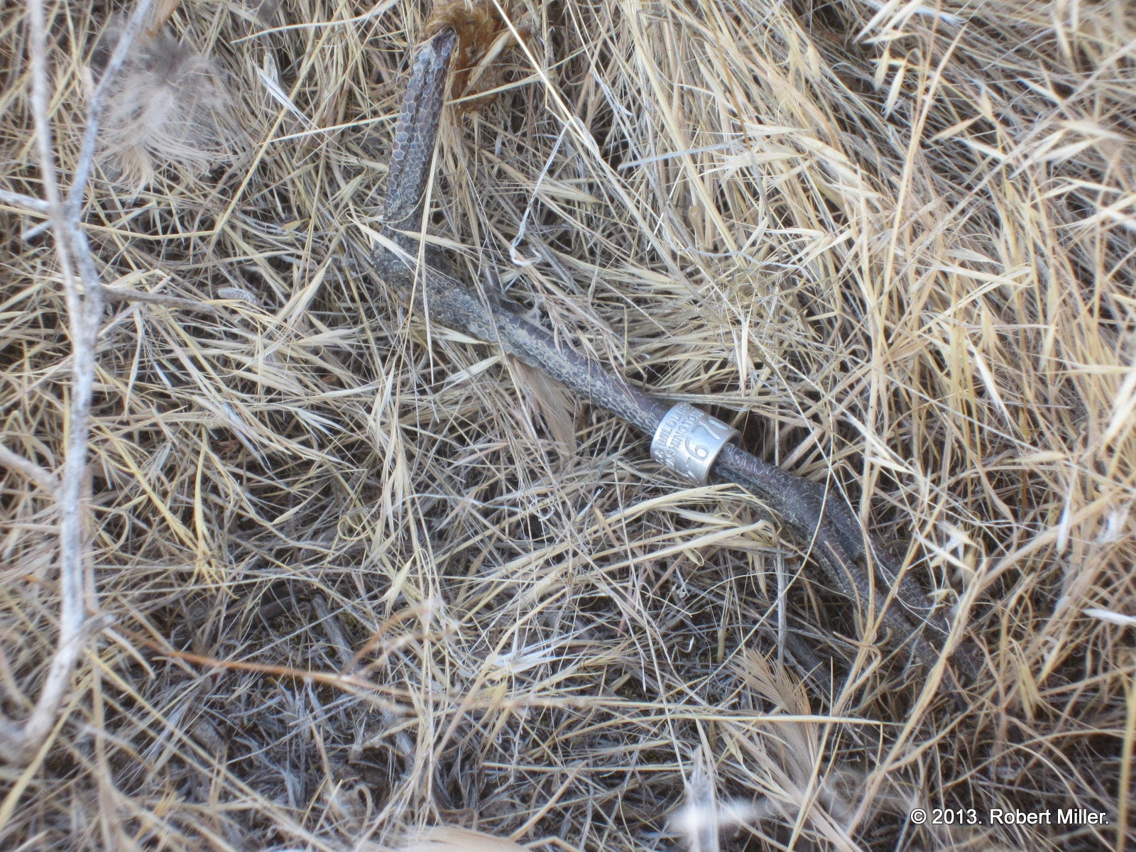 the remains of carl the curlew who was shot by poachers