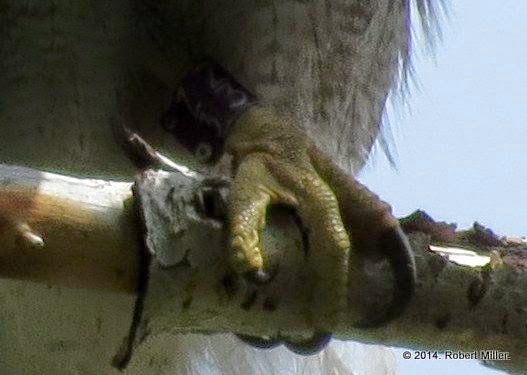 A closeup of a goshawk foot perched on a branch. The long sharp talons are visible, as well as a purple aluminum leg band