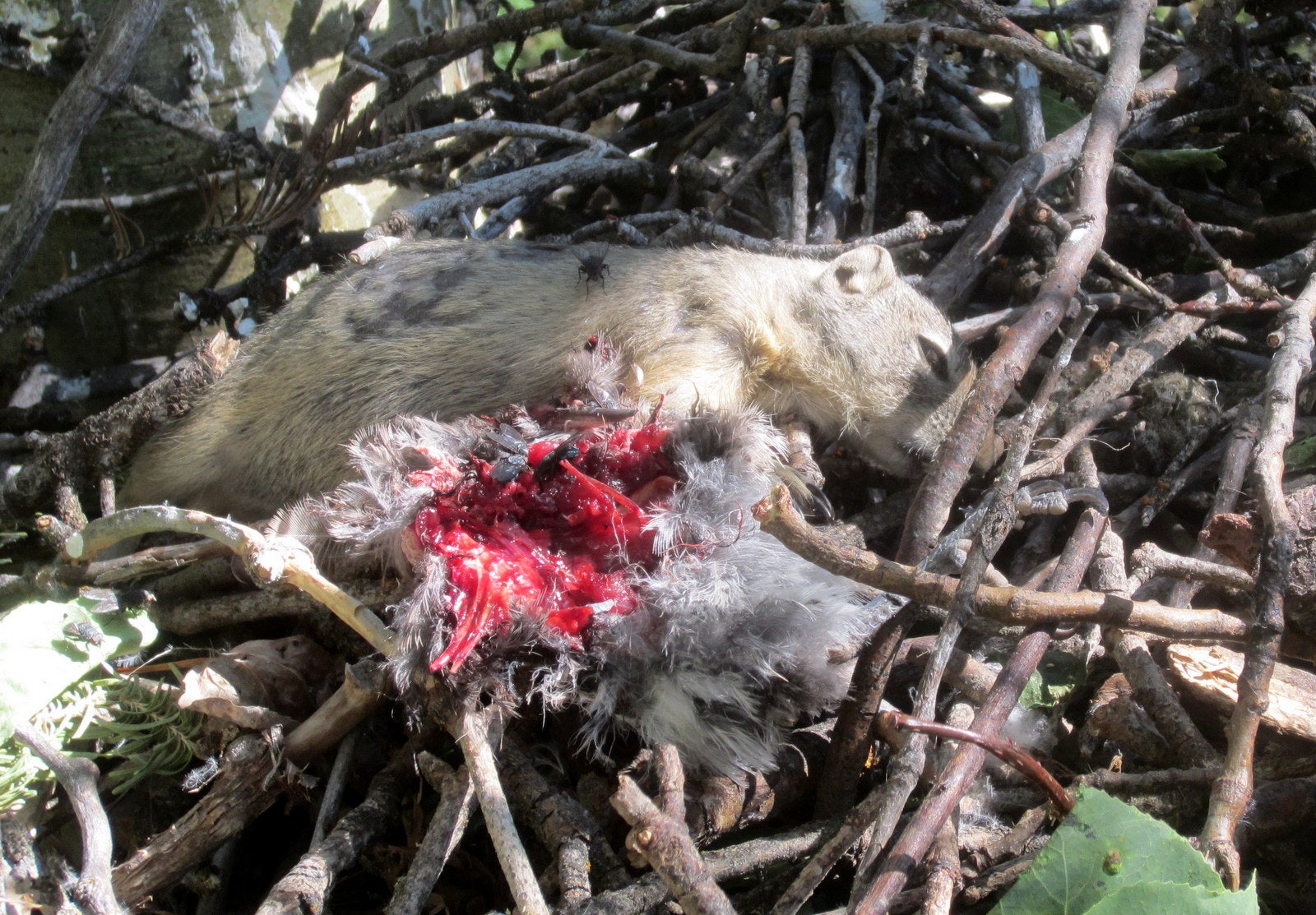a dead groundsquirrel with eyes closed lays on the sticks of a goshawk nest