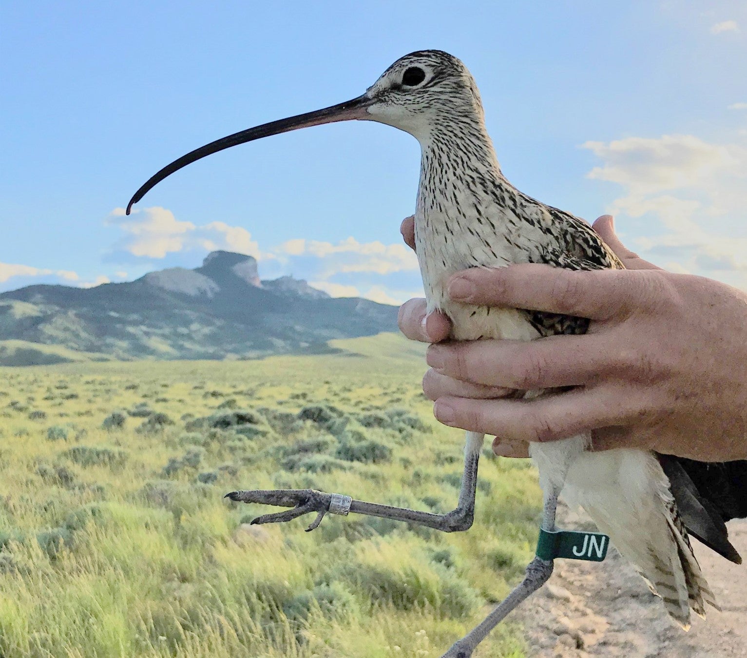 A long billed curlew with Heart Mountain Wyoming in the background