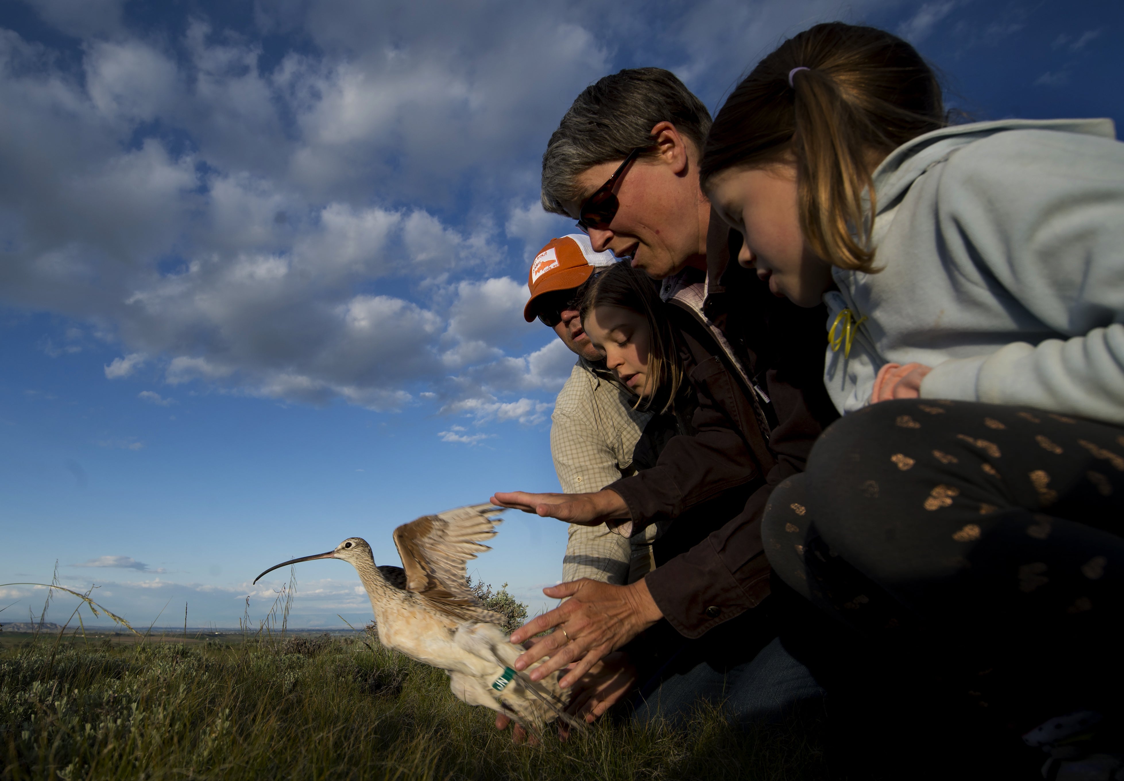 a family works together to release a long billed curlew