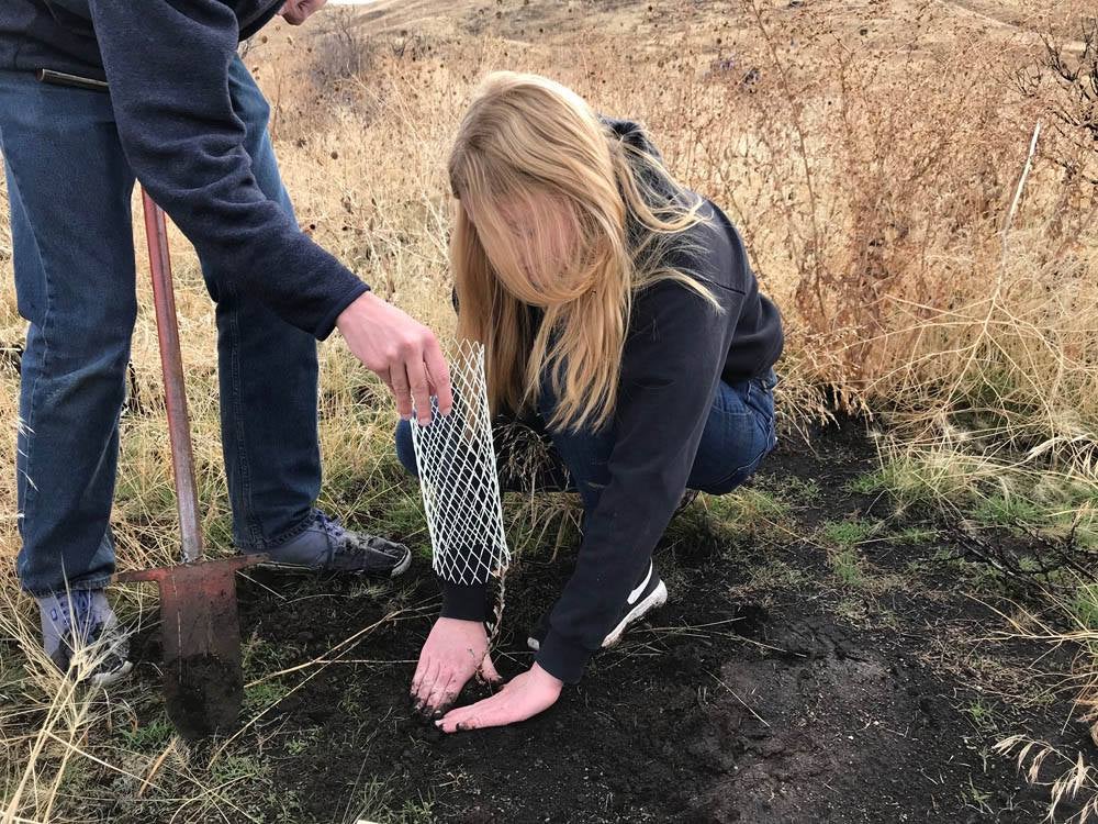 a volunteer places a seedling in the soil