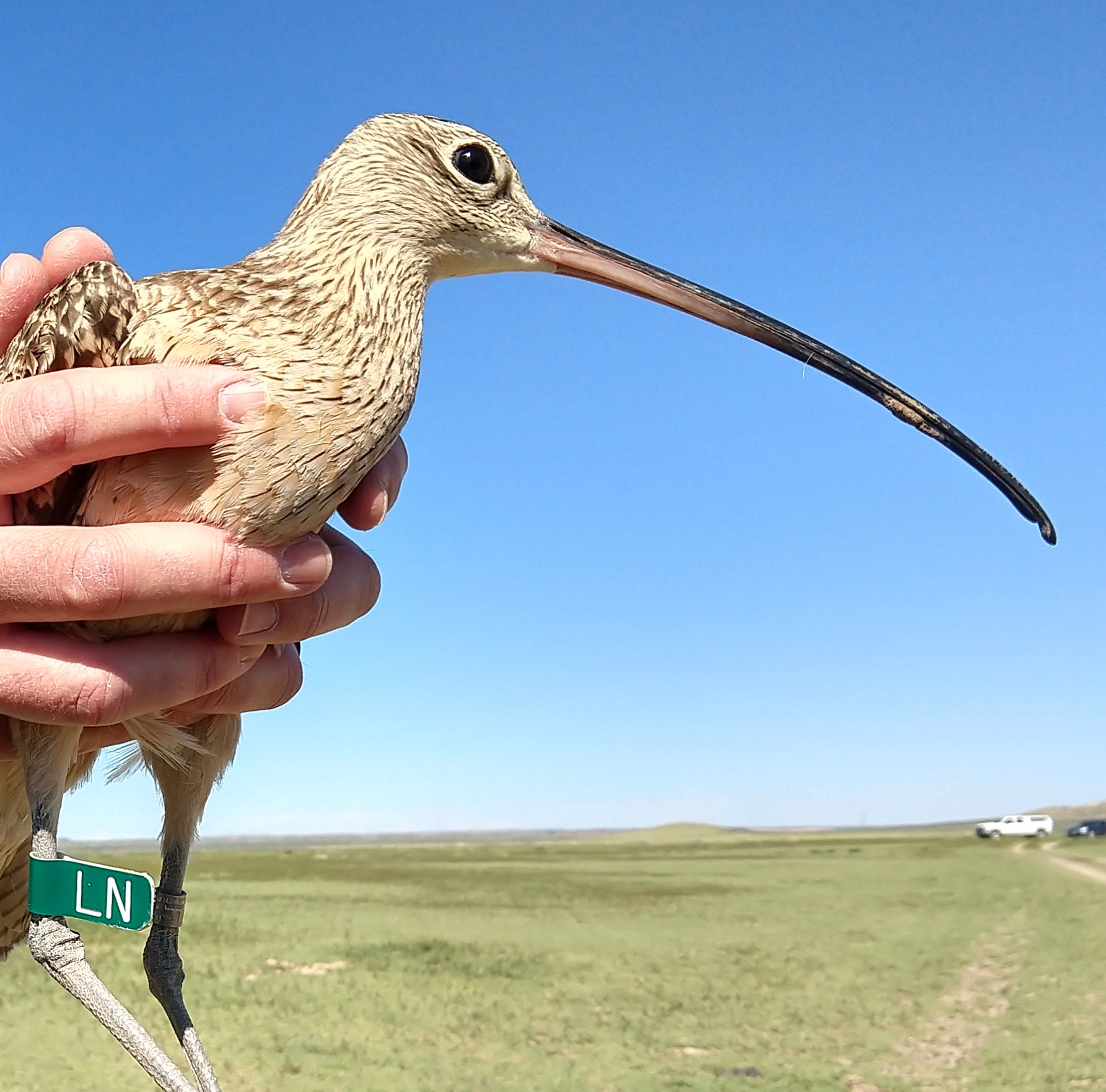 a profile picture for LN the curlew