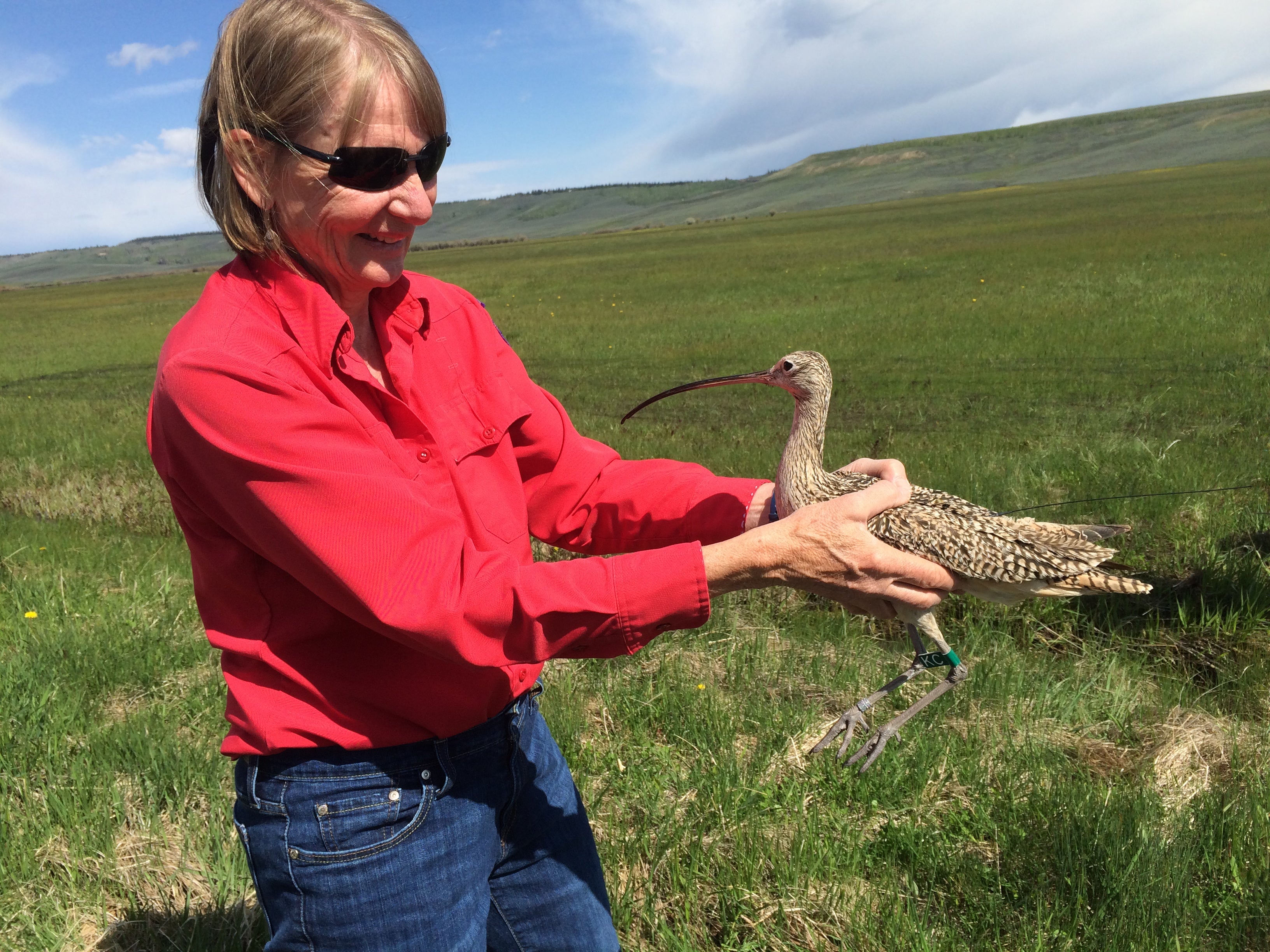 A woman stands in a grassy field, holding a curlew in her hands. She and the curlew look at each other eye to eye.