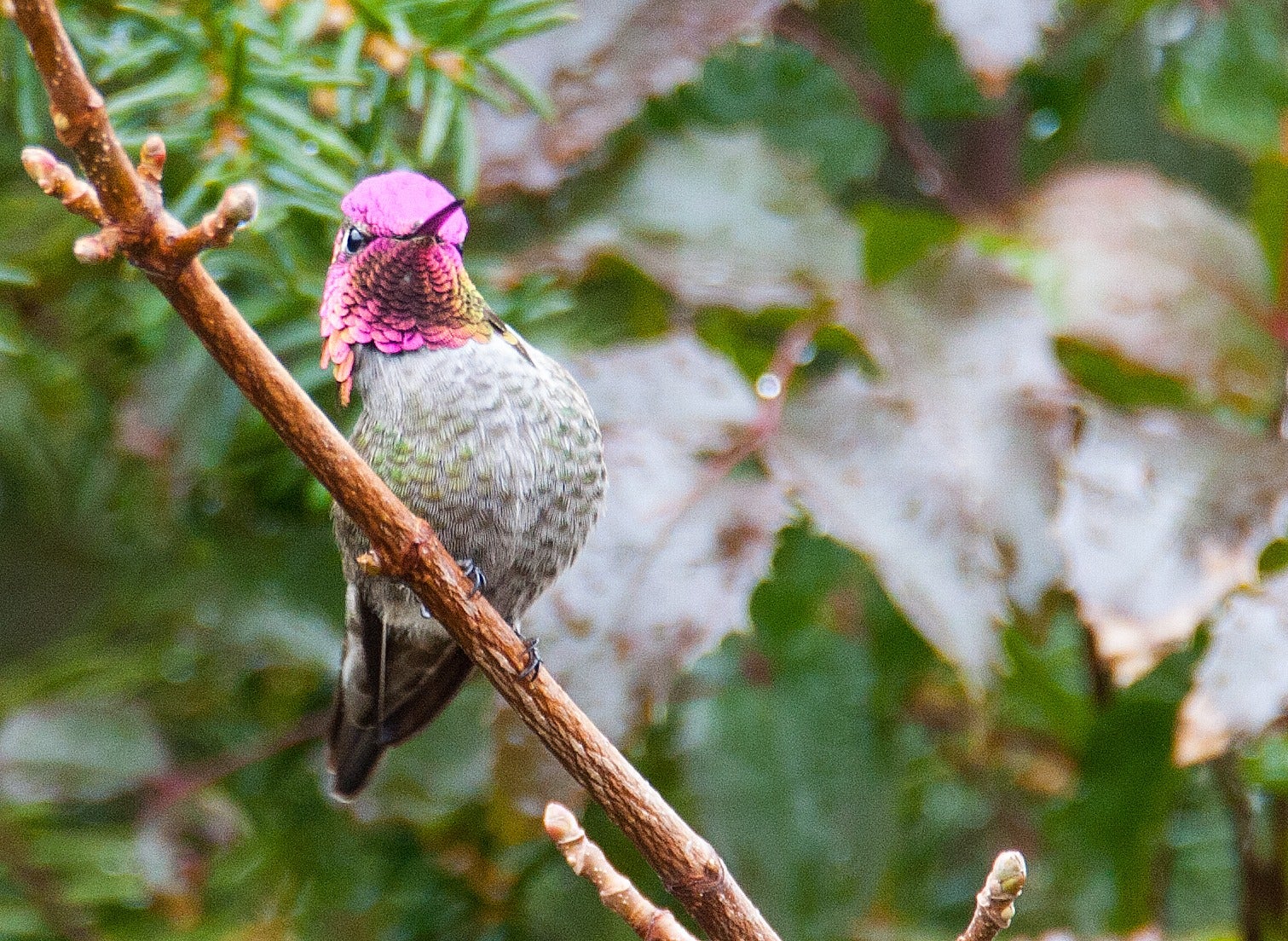a hummingbird with a bright pink head sits perched on a thin branch