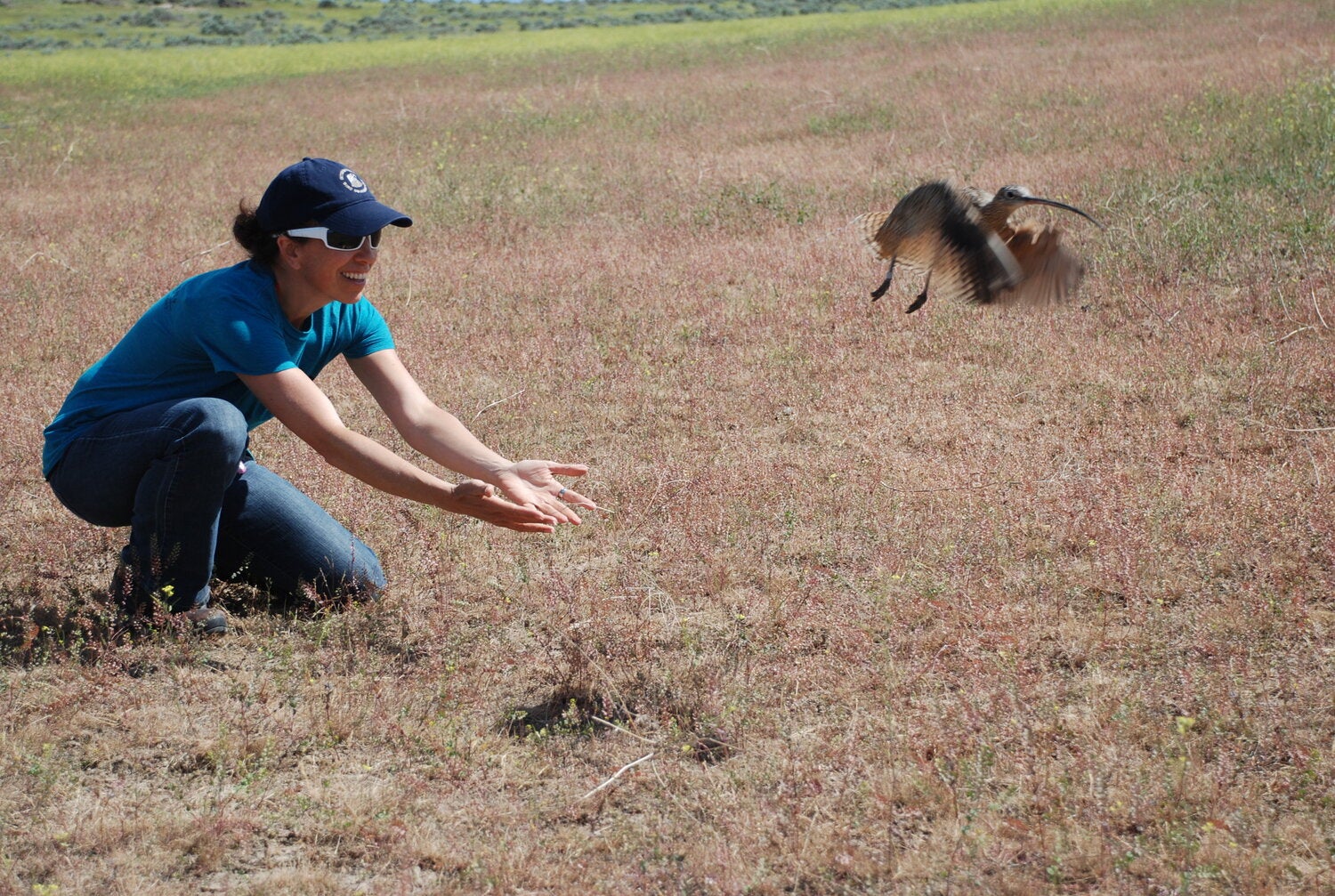 a biologist kneels on the ground with open palms as a Long-billed Curlew flies off