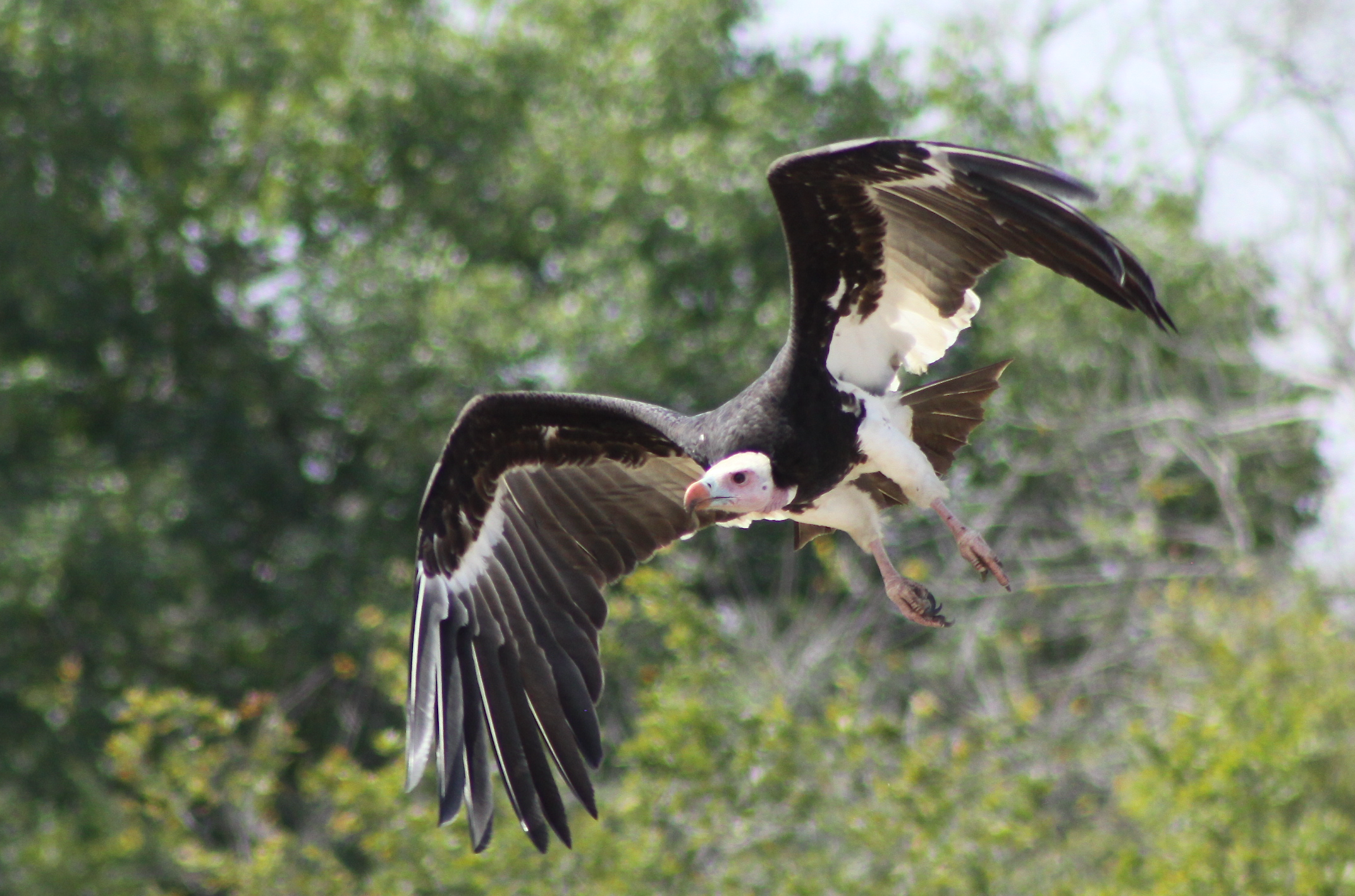 Vultures of the world guide: how many species there are, and why