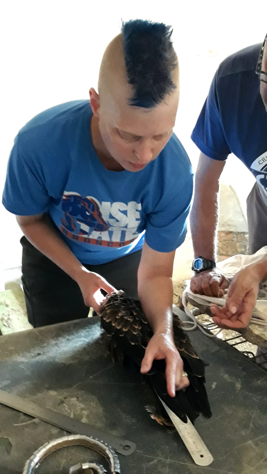 a scientist wearing a boise state shirt uses a ruler to measure the folded wing of a raptor